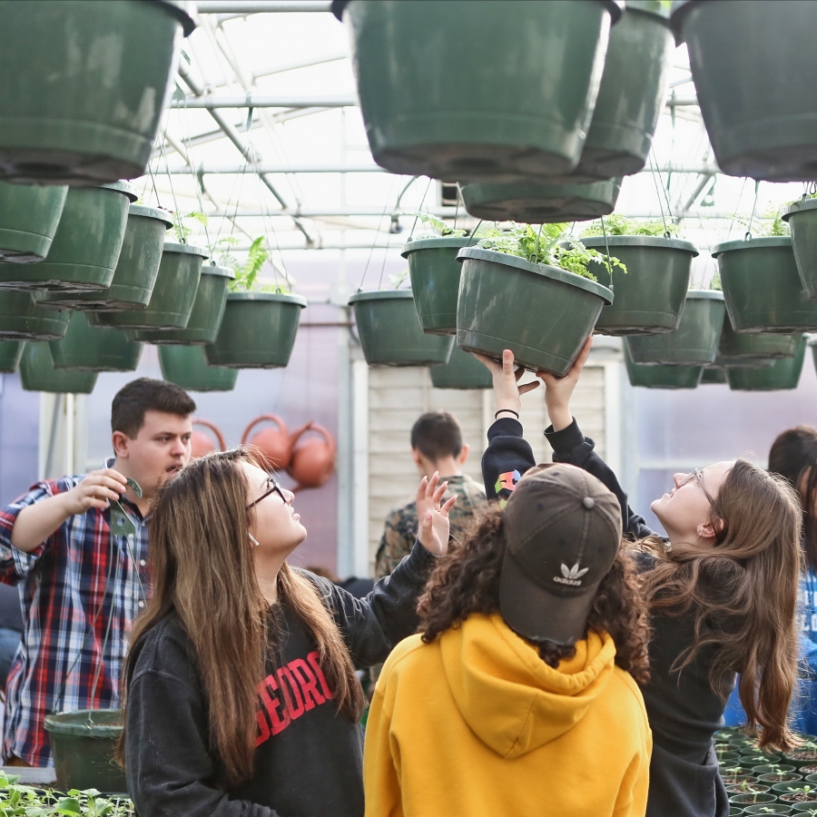 hanging plants